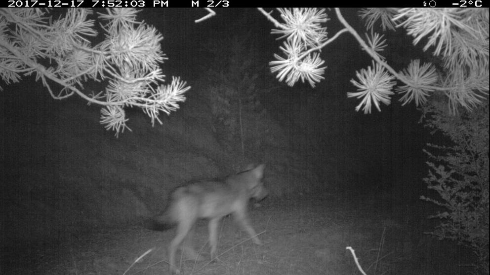 El lobo reaparece en Catalunya, ataca a ovejas y obliga a proteger el ganado